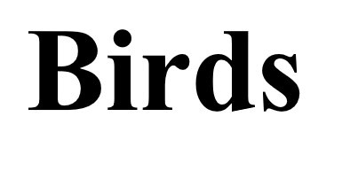 birds