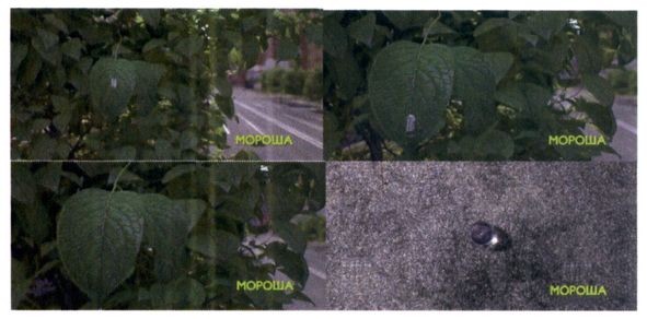 мороша