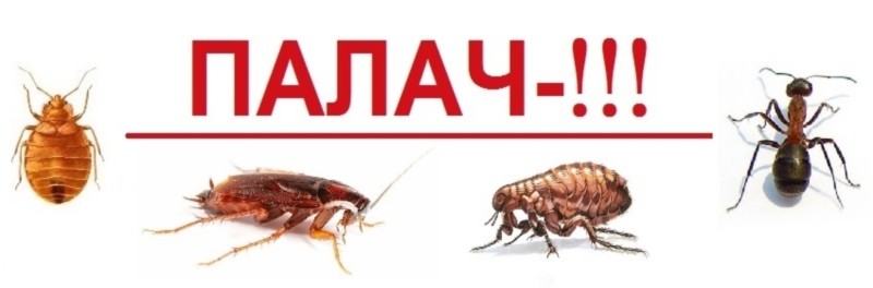 палач!!!
