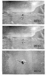 arctica