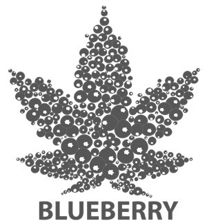 blueberry