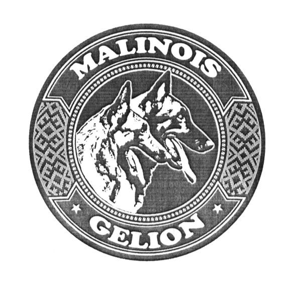 malinois gelion
