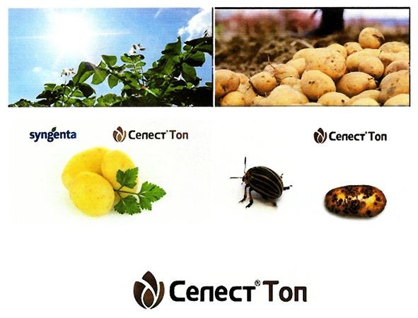 селест топ
