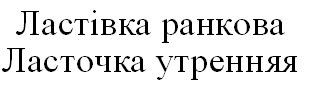ласточка утренняя