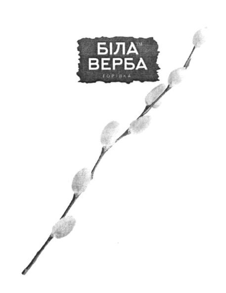 біла верба