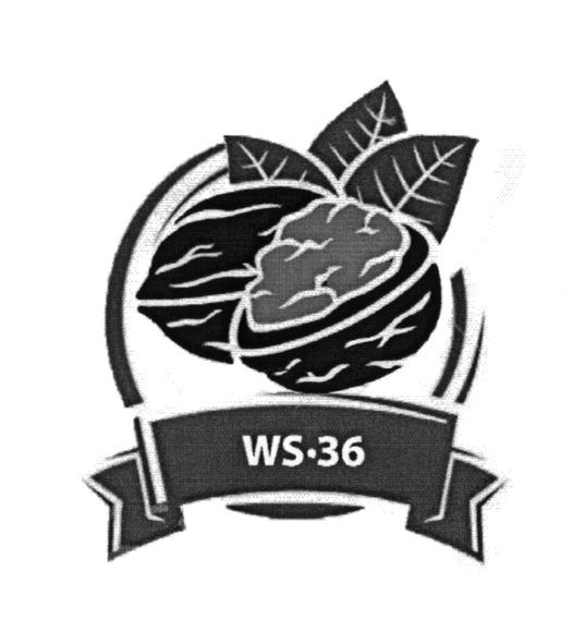 ws-36