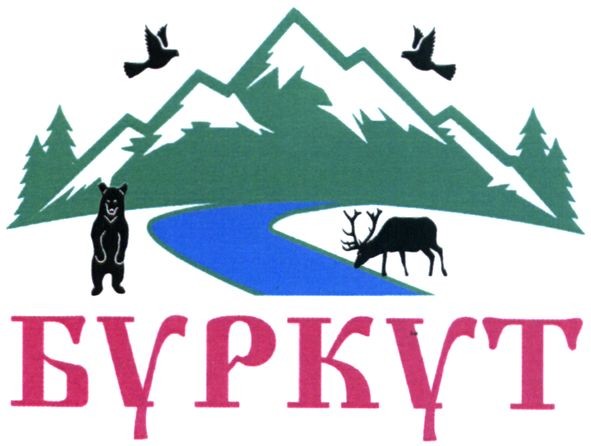 буркут