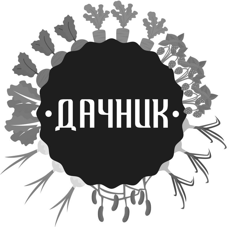 дачник