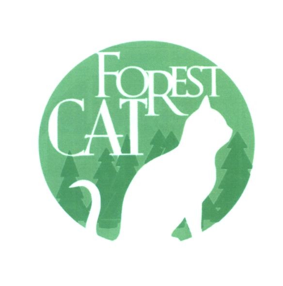 forest cat