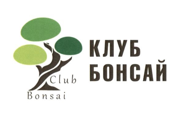 клуб бонсай