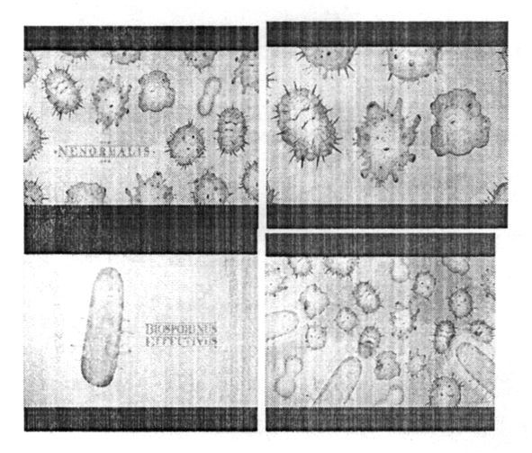 biosporinus effectivus