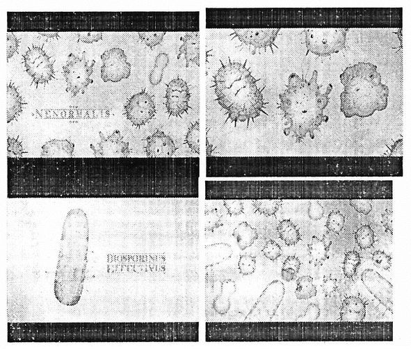 biosporinus effectivus