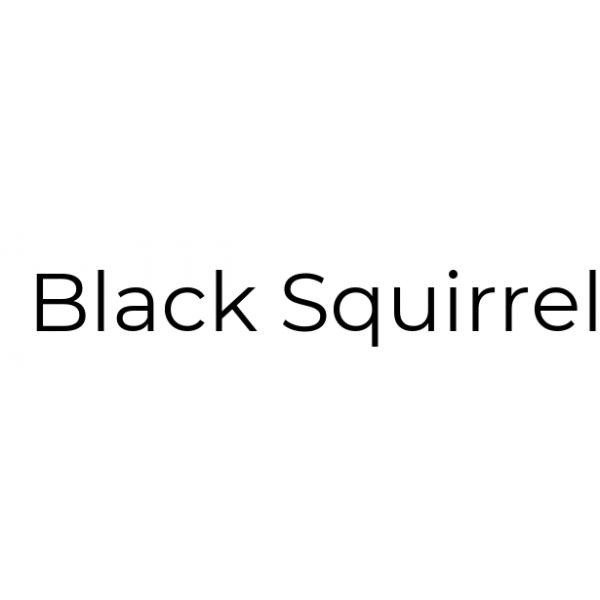 black squirrel