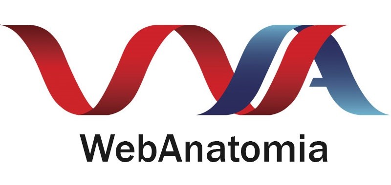 web anatomia
