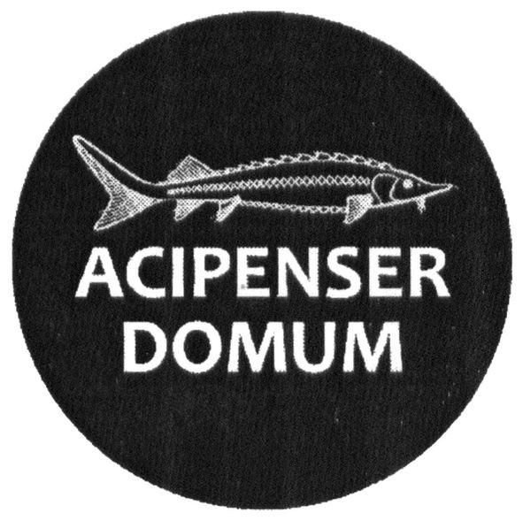 acipenser domum