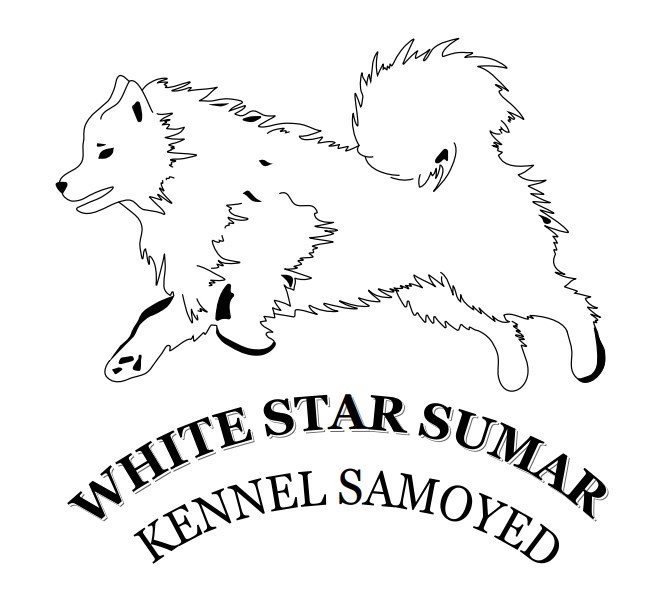 white star sumar kennel samoyed
