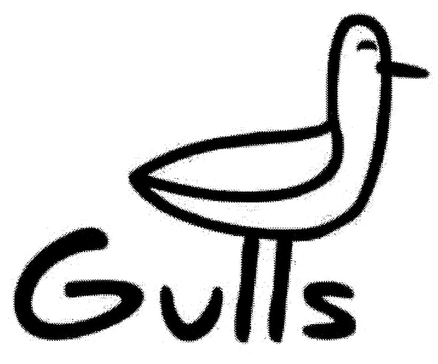 gulls