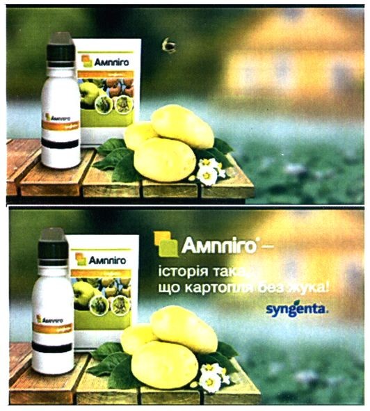 ампліго-історія така, що картопля без жука!