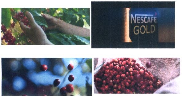 nescafe gold