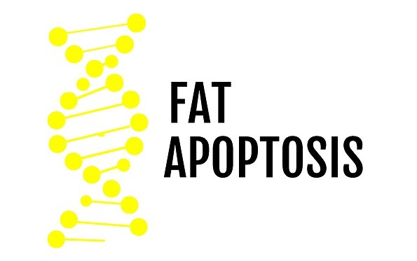 fat apoptosis