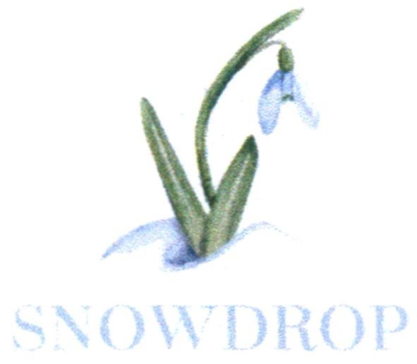 snowdrop