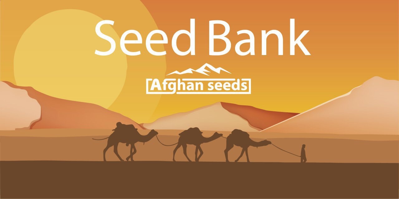 afghan seeds