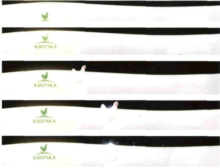 квочка