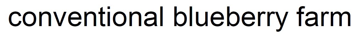 conventional blueberry farm