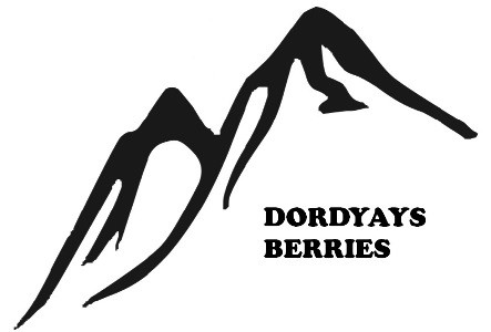 dordyays berries