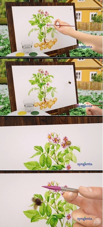 syngenta