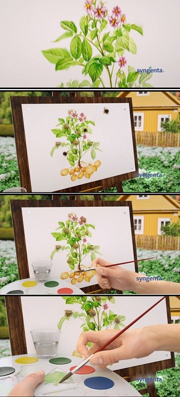 syngenta