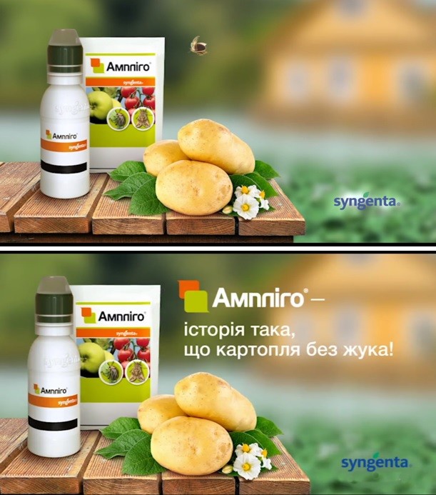 ампліго-історія така, що картопля без жука