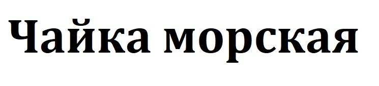 чайка морская