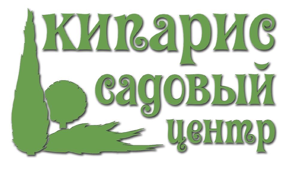 кипарис садовый центр