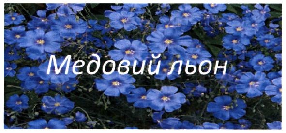 медовий льон