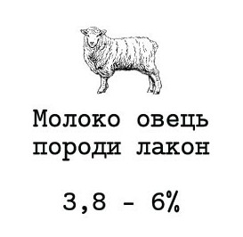 молоко овець породи лакон 3,8-6%