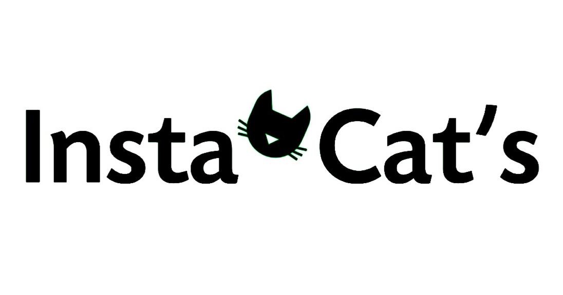 insta cat`s
