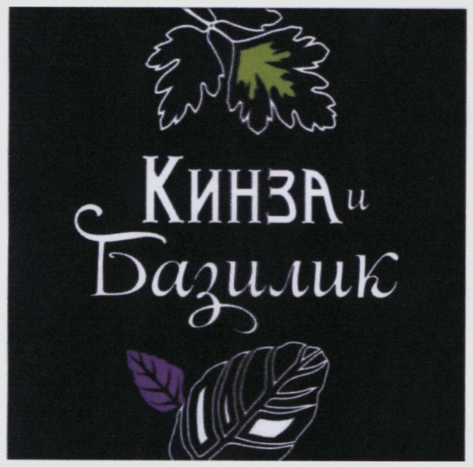 кинза и базилик