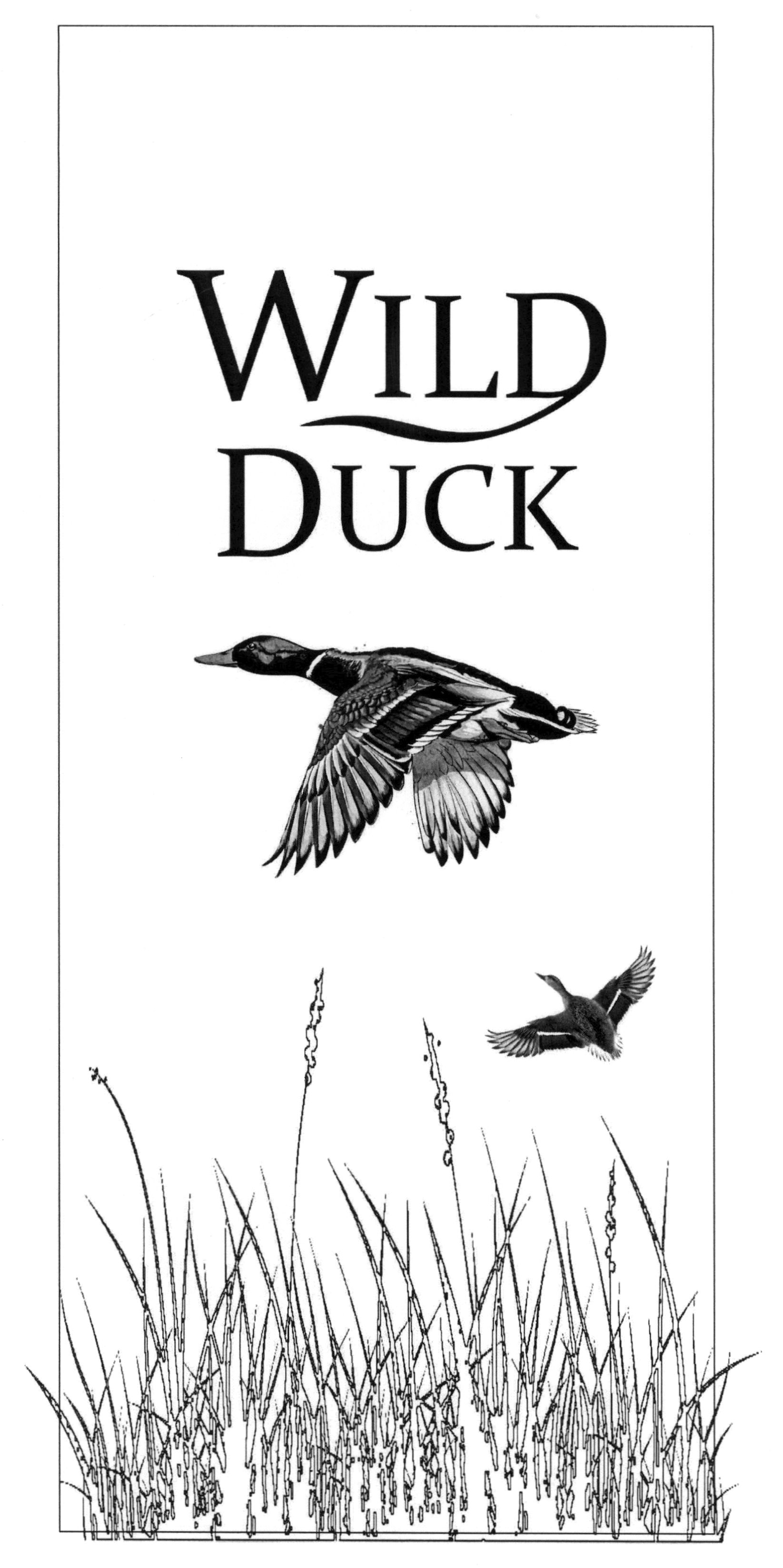 wild duck