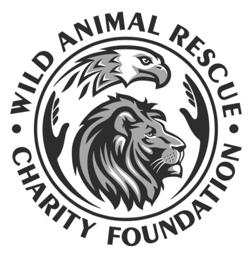 charity foundation