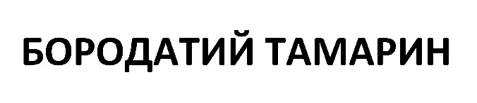 бородатий тамарин