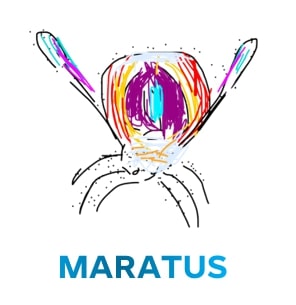 maratus