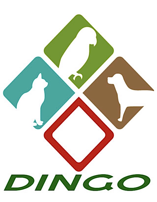dingo