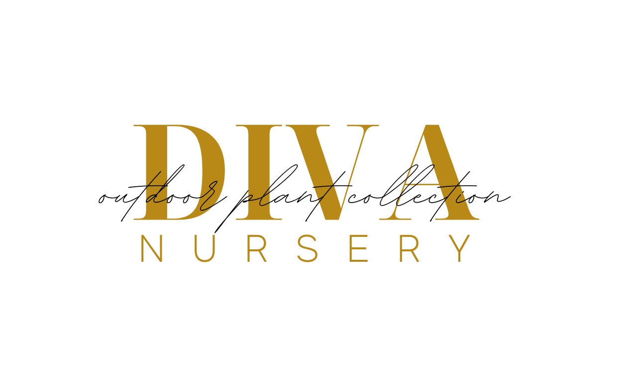 diva nursery outdoor plant collection