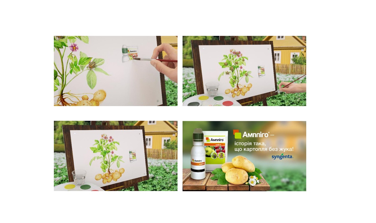 ампліго-історія така, що картопля без жука! syngenta