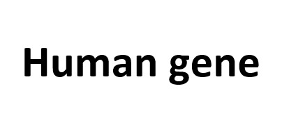 human gene