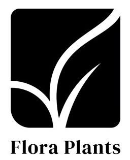flora plants